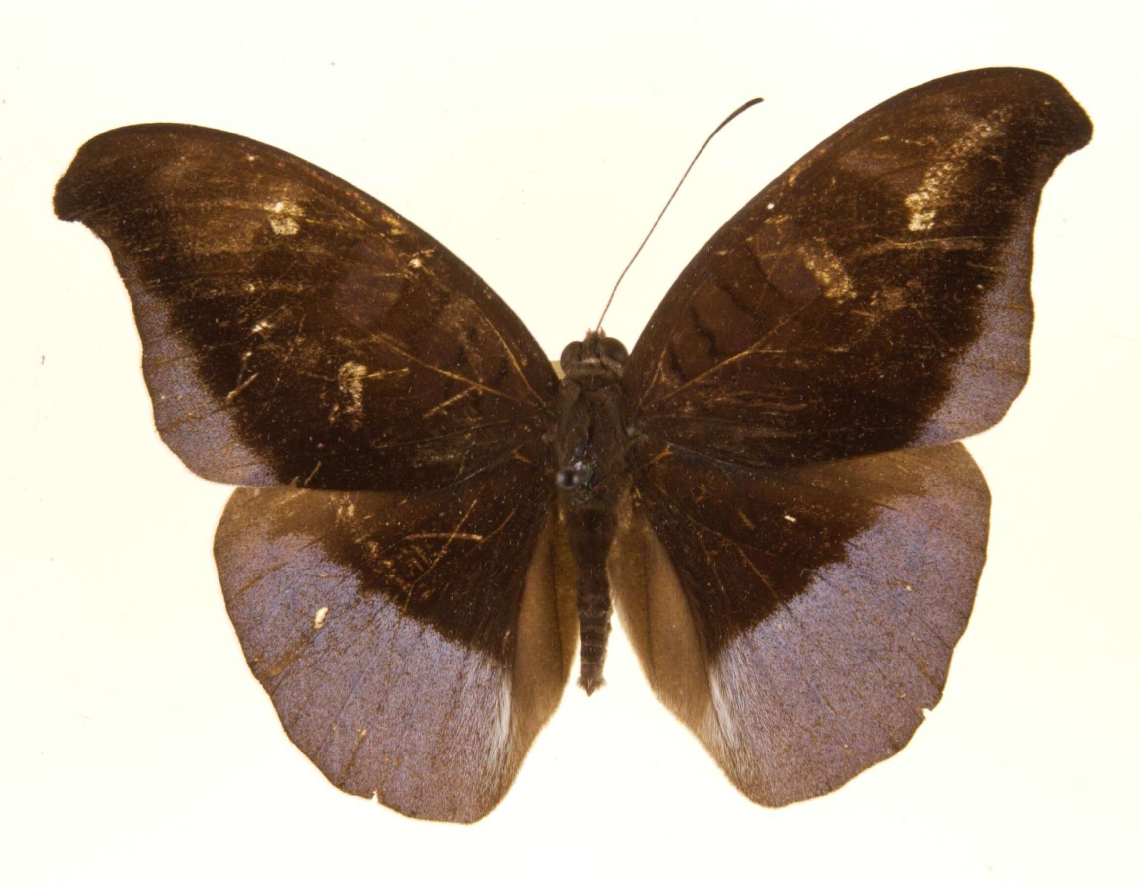 Image of Tanaecia lepidea Butler 1868