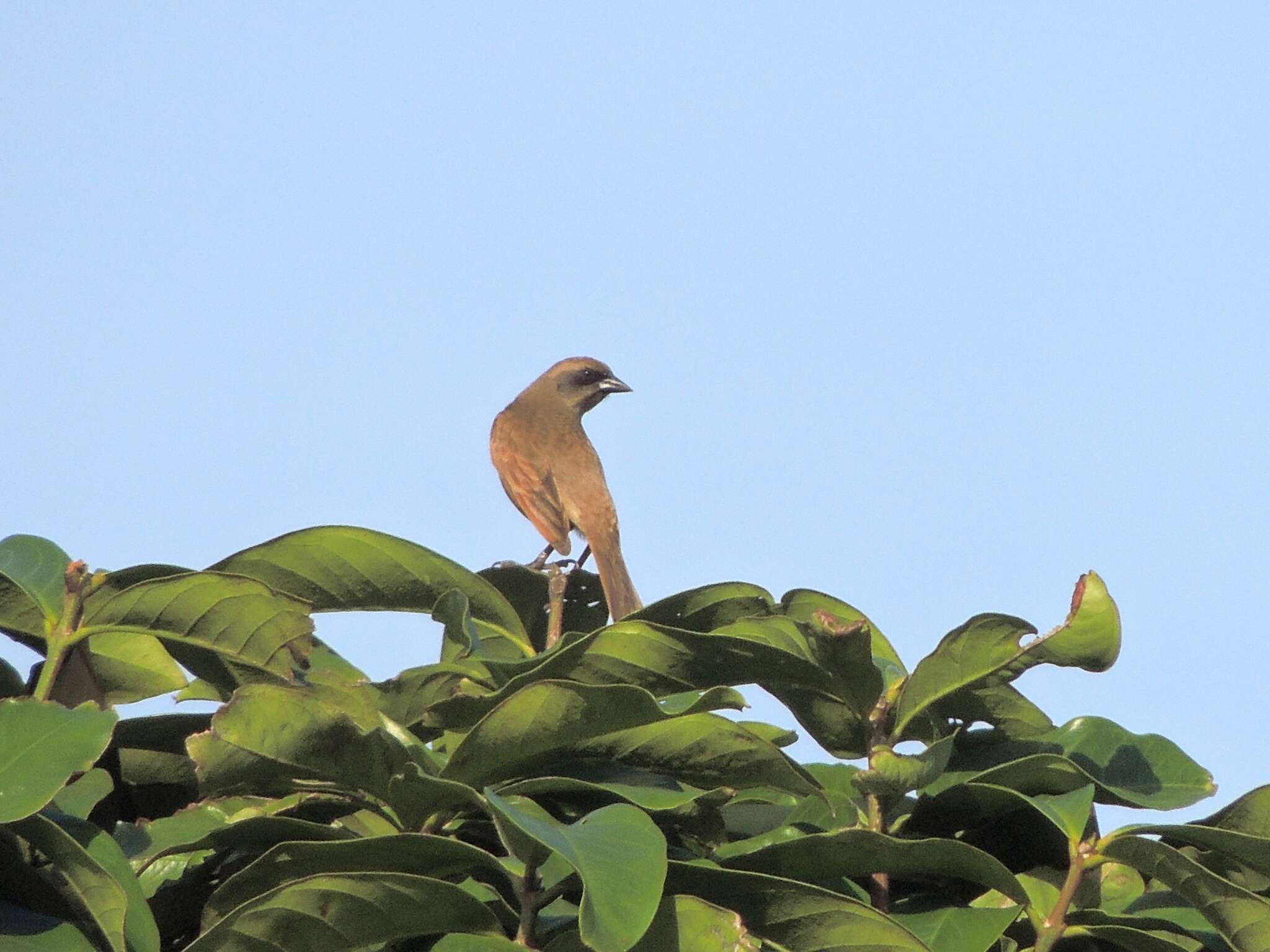 Image of Pale Baywing