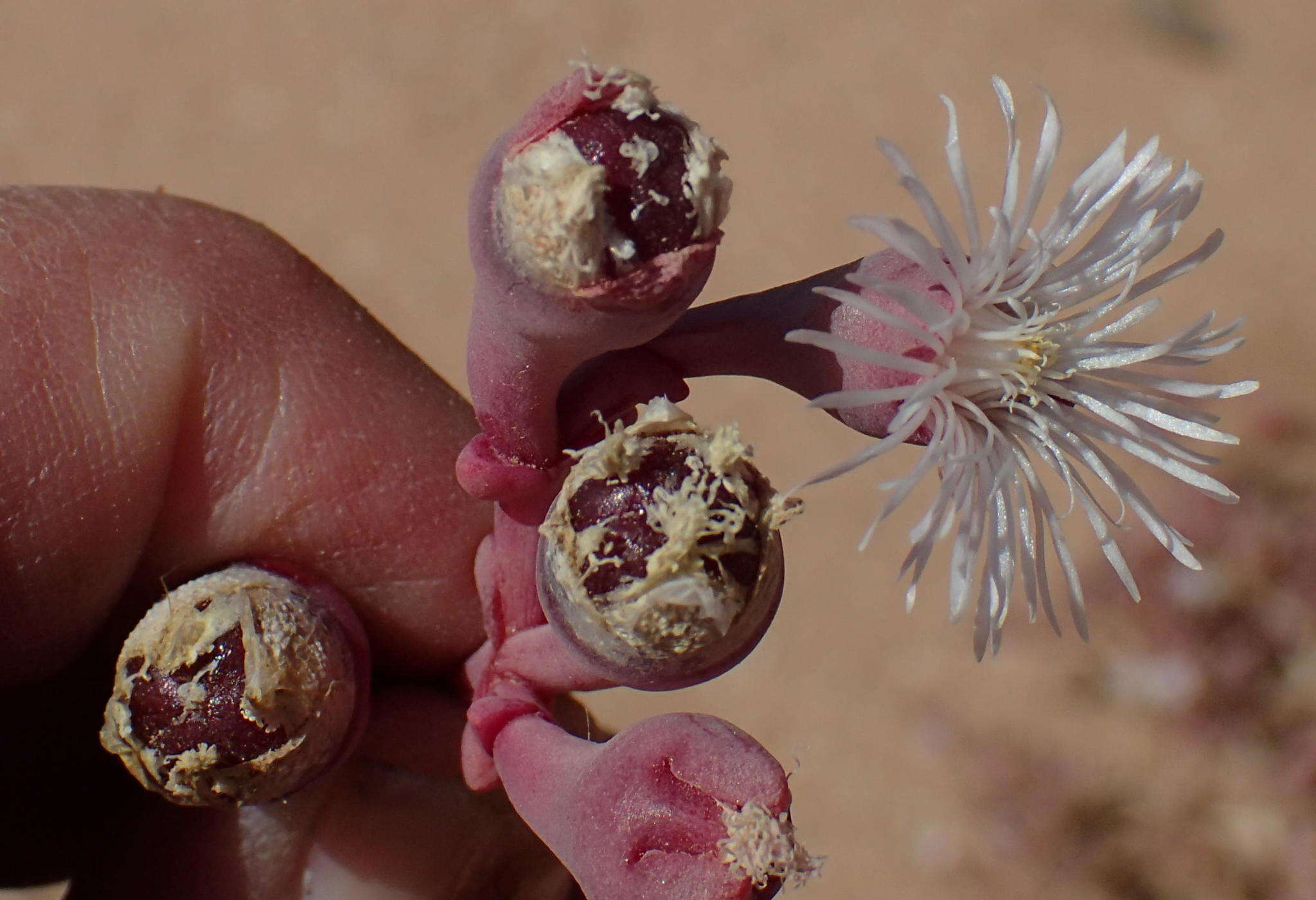 Image of Mesembryanthemum tetragonum Thunb.