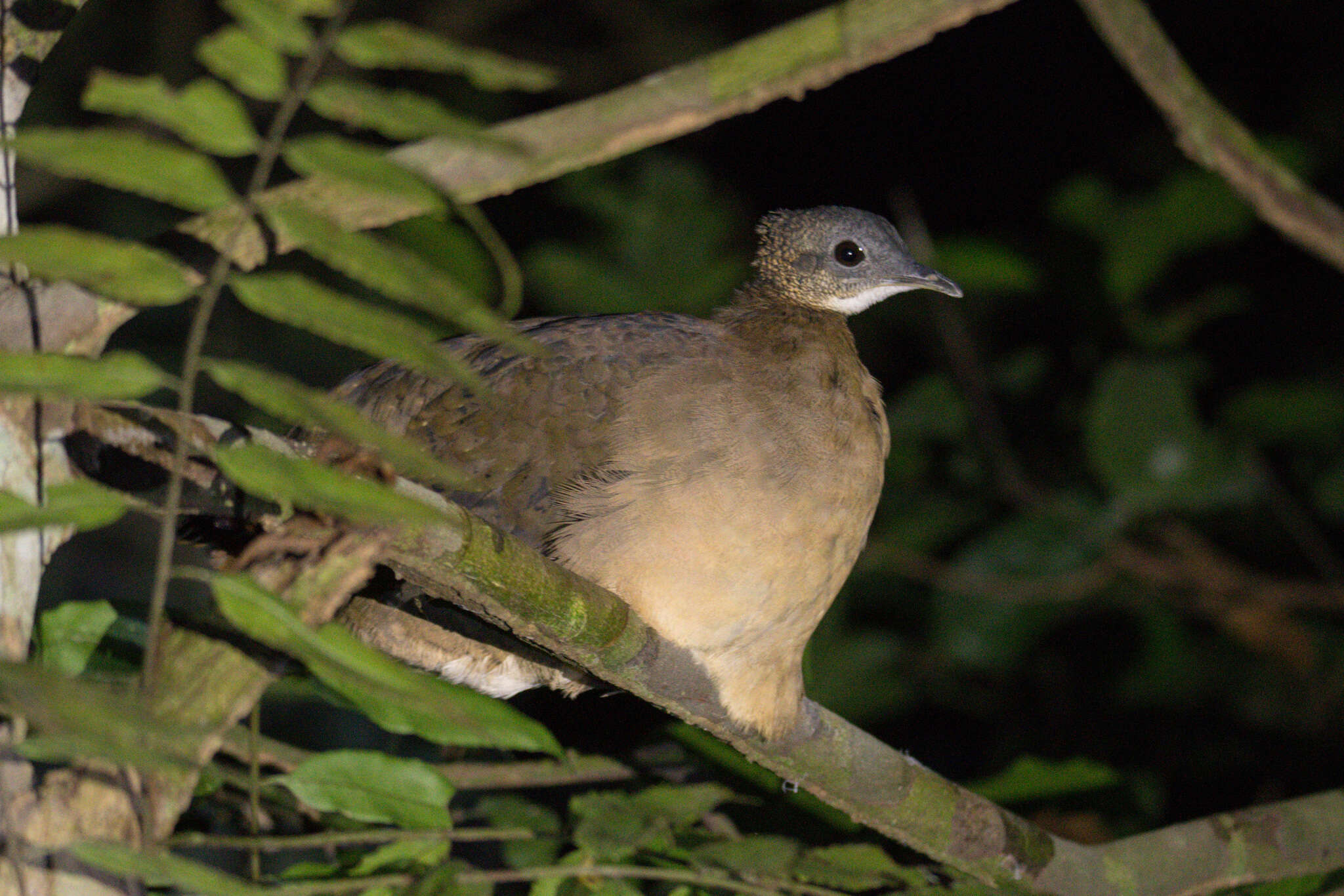 Image of White-throated Tinamou