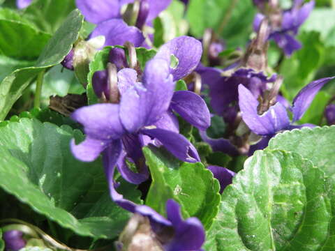 Image of sweet violet