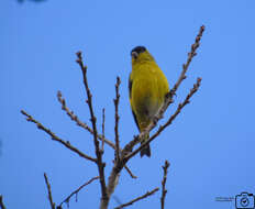 Image of Andean Siskin