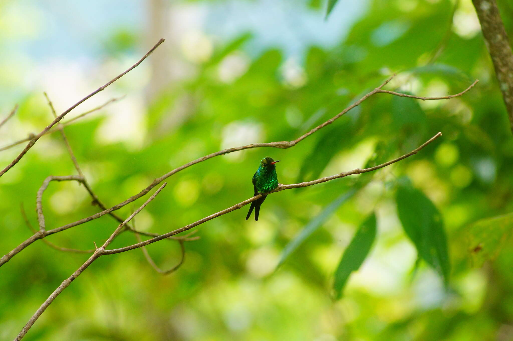 Image of Golden-crowned Emerald