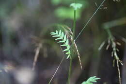 Image of Polemonium caeruleum subsp. caeruleum