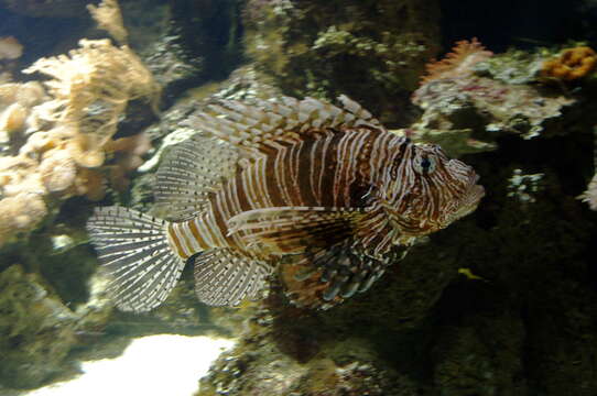 Pterois miles (Bennett 1828) resmi