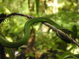 Image of Yellow-blotched Palm Pit Viper