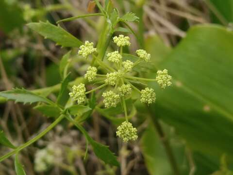 Image of Ammi trifoliatum (H. C. Watson) Trelease