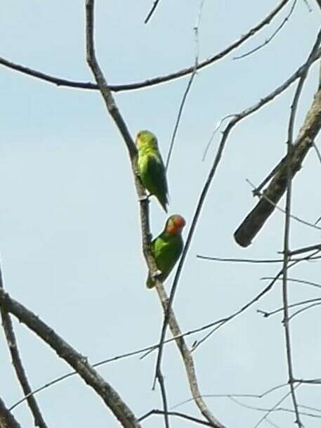 Image of Red-headed Lovebird