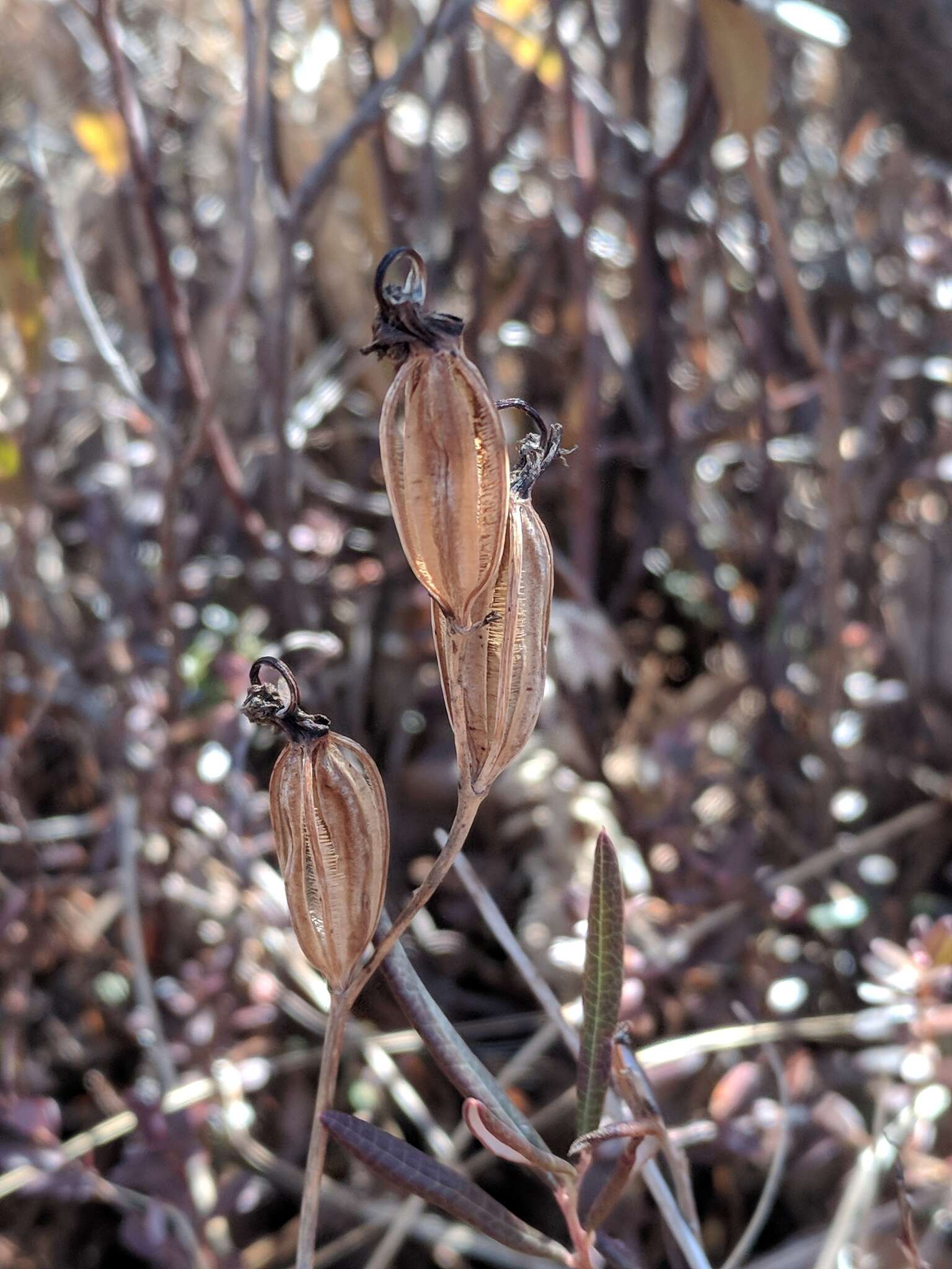 Image of Tuberous Grasspink