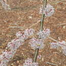 Ulmus wallichiana subsp. wallichiana resmi