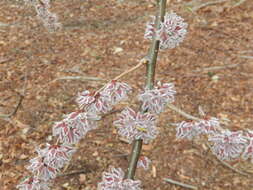 Image of cherry-bark elm