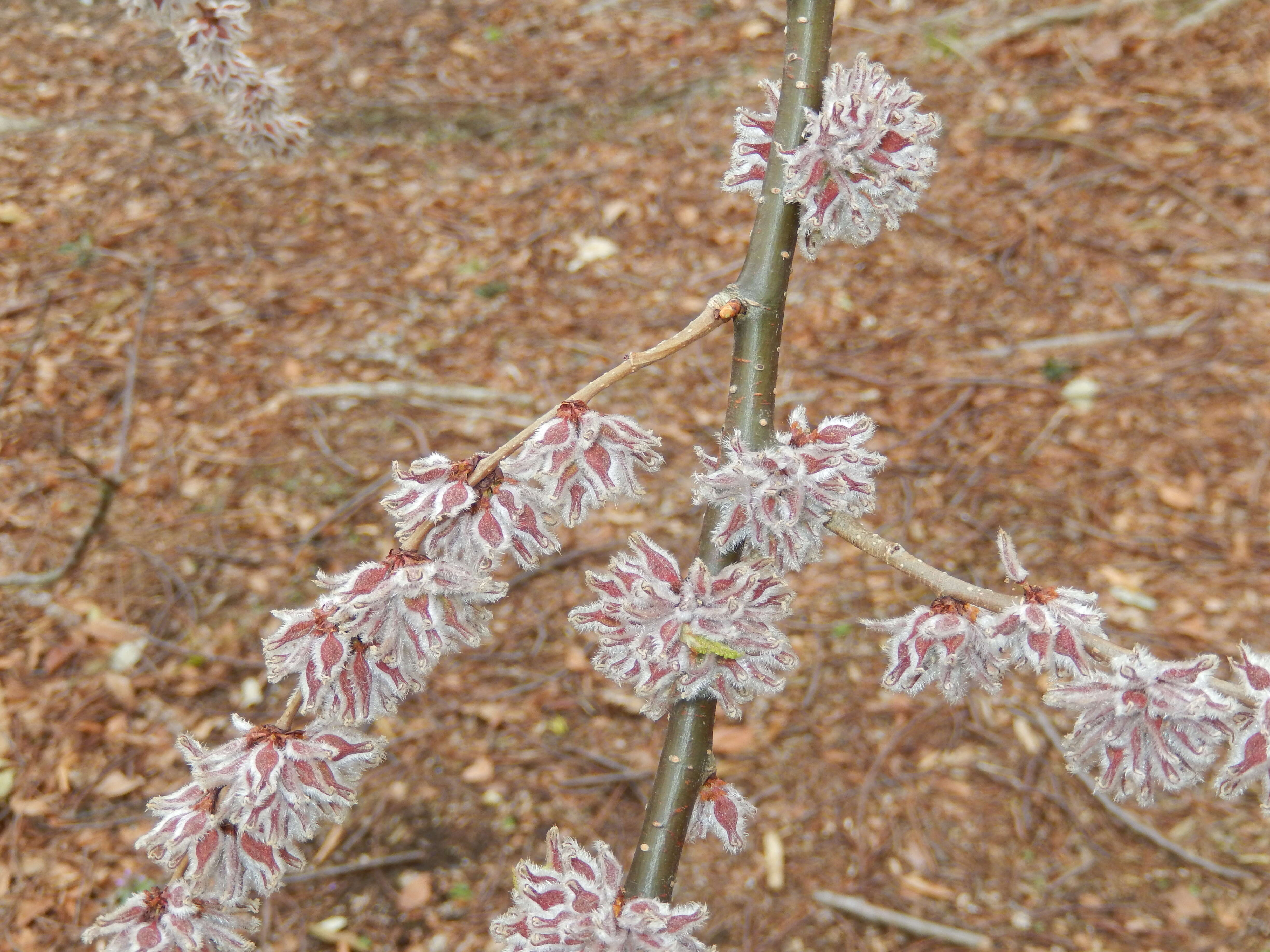 Image of cherry-bark elm