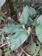 Image of rattlesnake plant