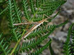 Image of Zaprochilus