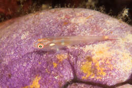 Image of Cling goby