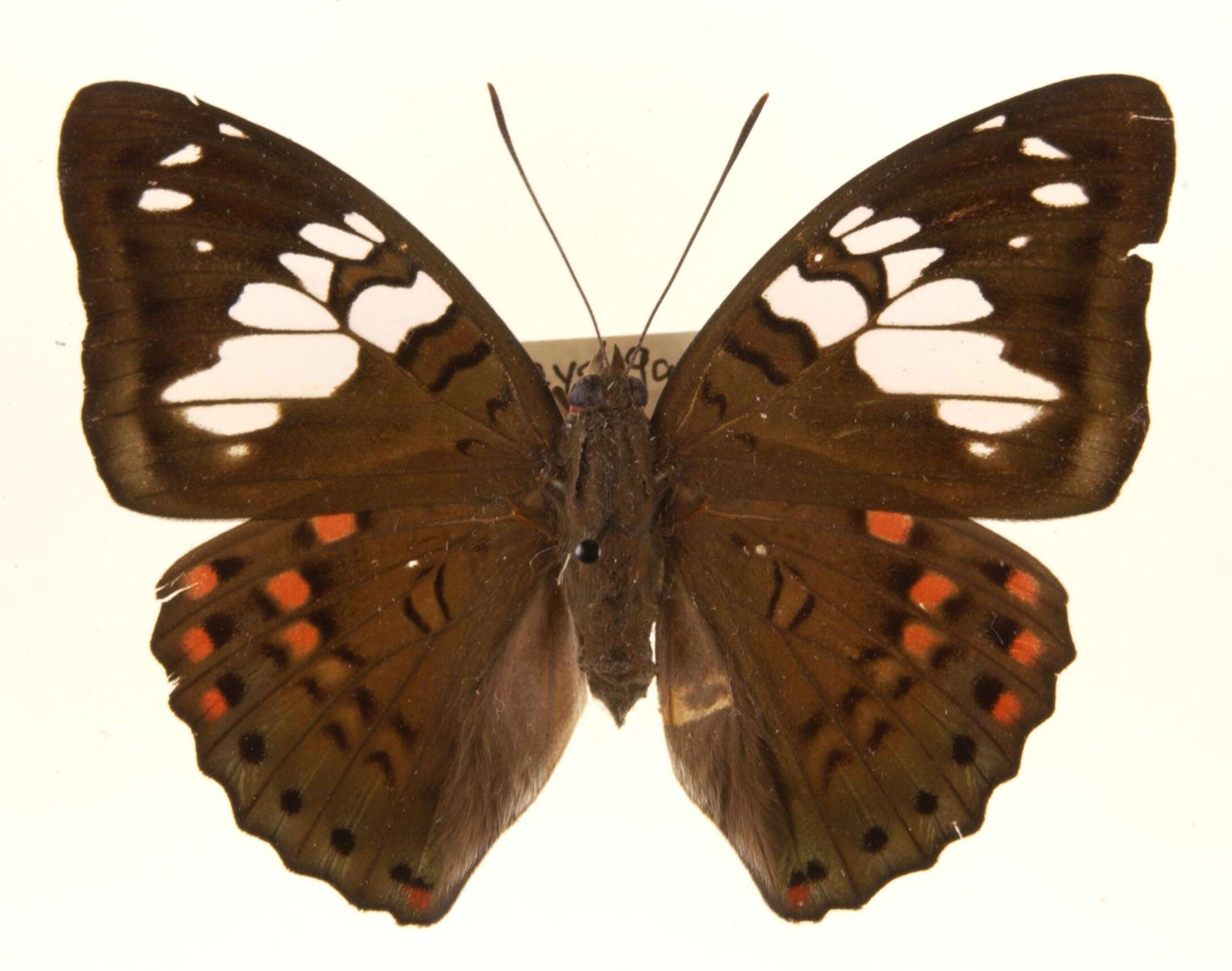 Image of Euthalia malaccana Fruhstorfer 1899