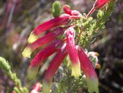 Image of Ever-flowering heath