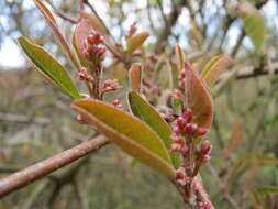 Image of dwarf honeysuckle