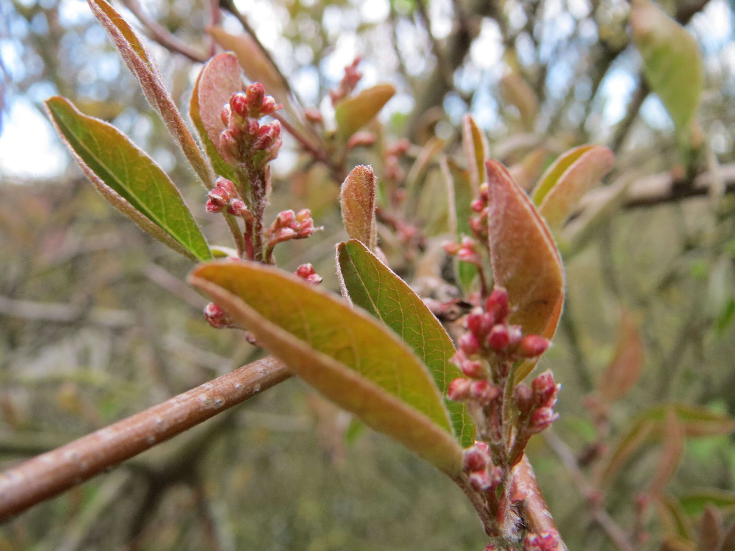 Imagem de Lonicera xylosteum L.