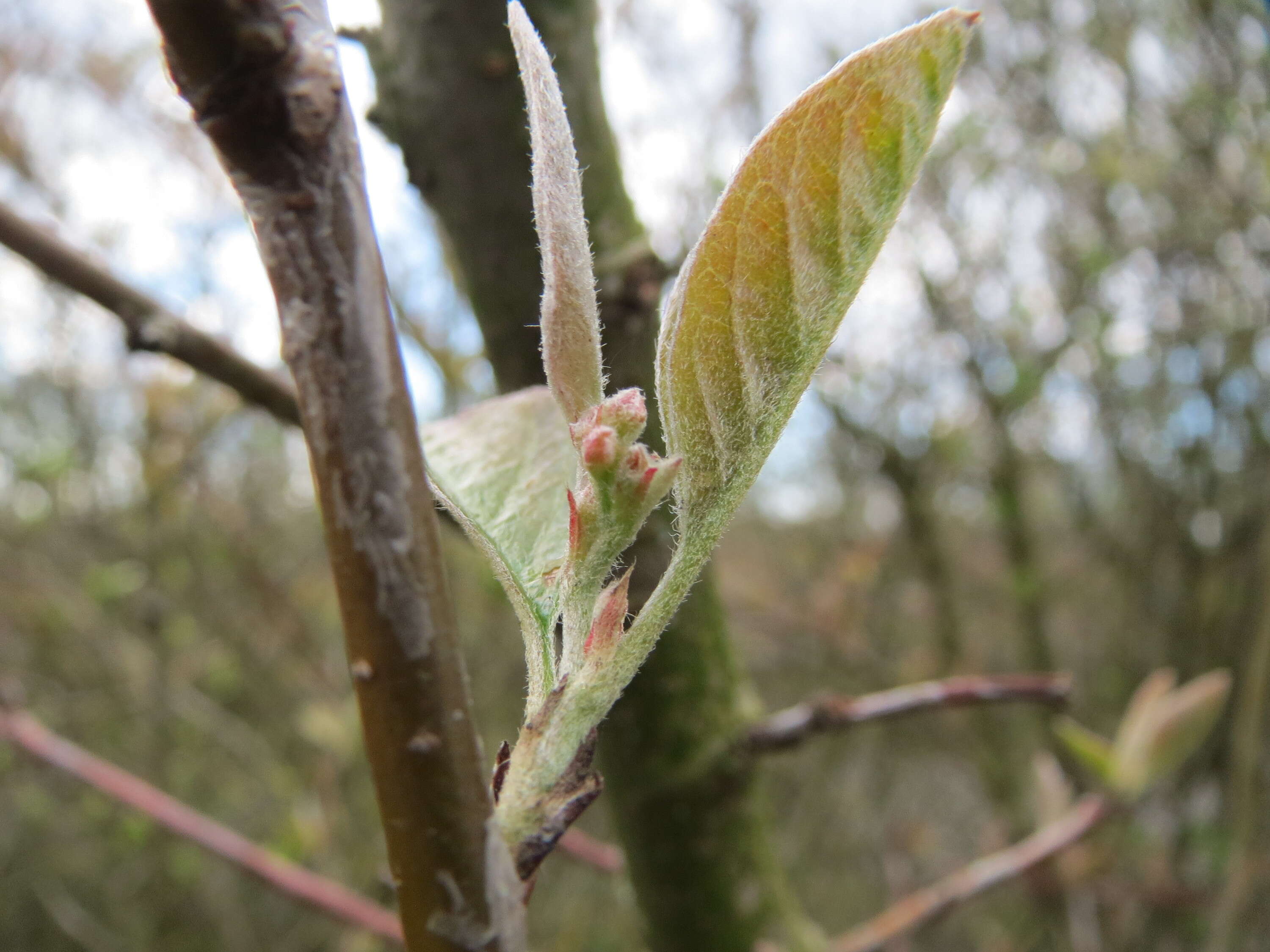 Image of dwarf honeysuckle