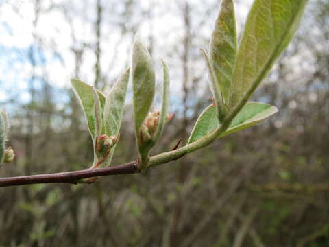 Image of dwarf honeysuckle