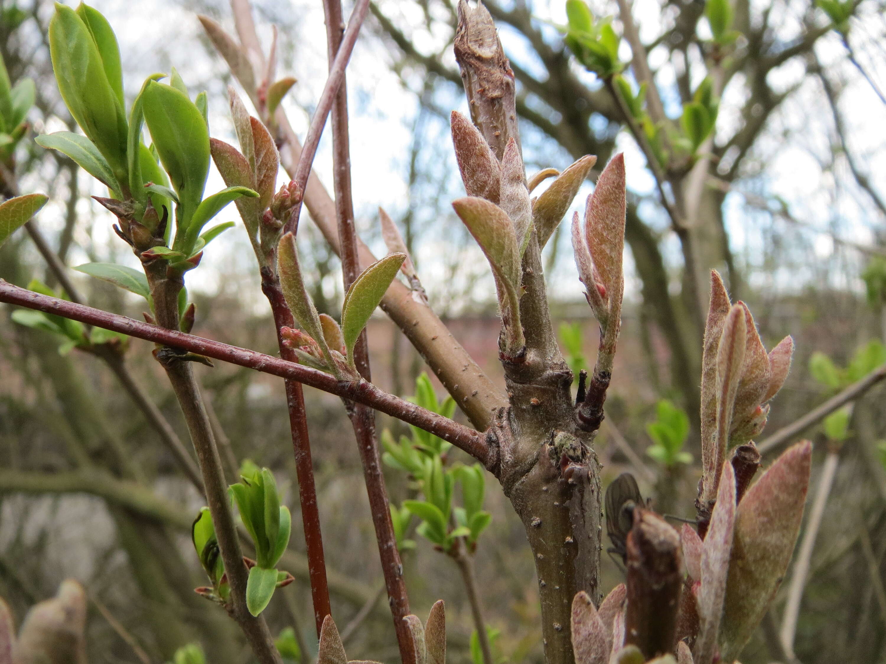 Imagem de Lonicera xylosteum L.