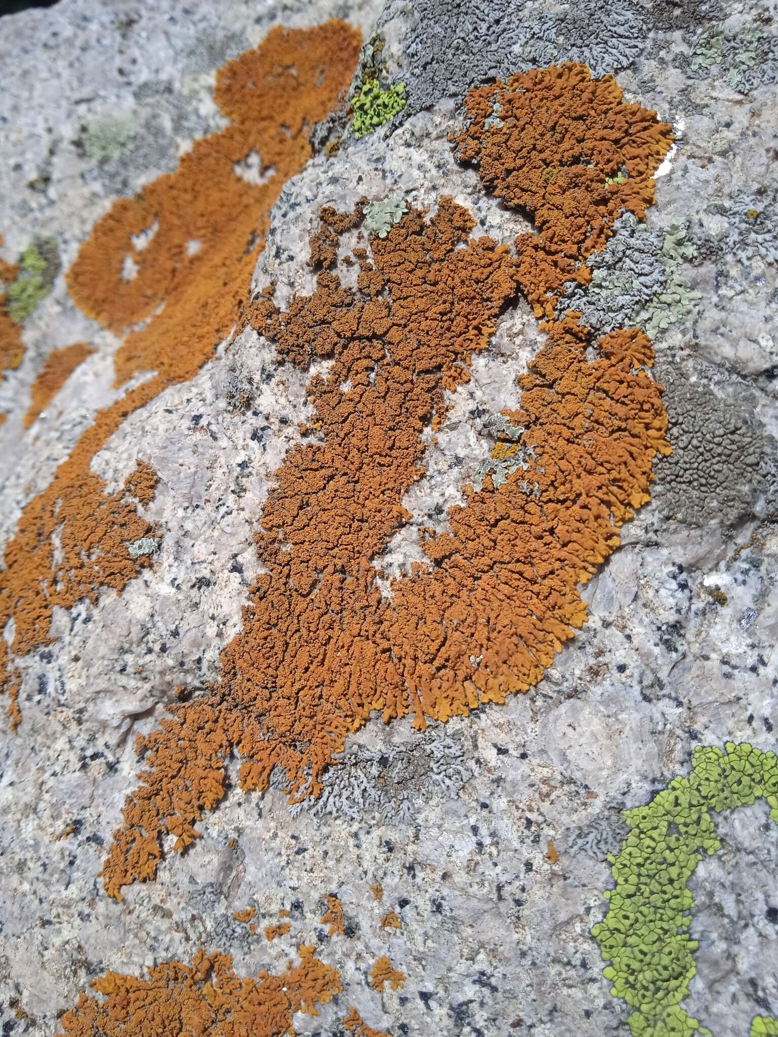 Image of orange wall lichen