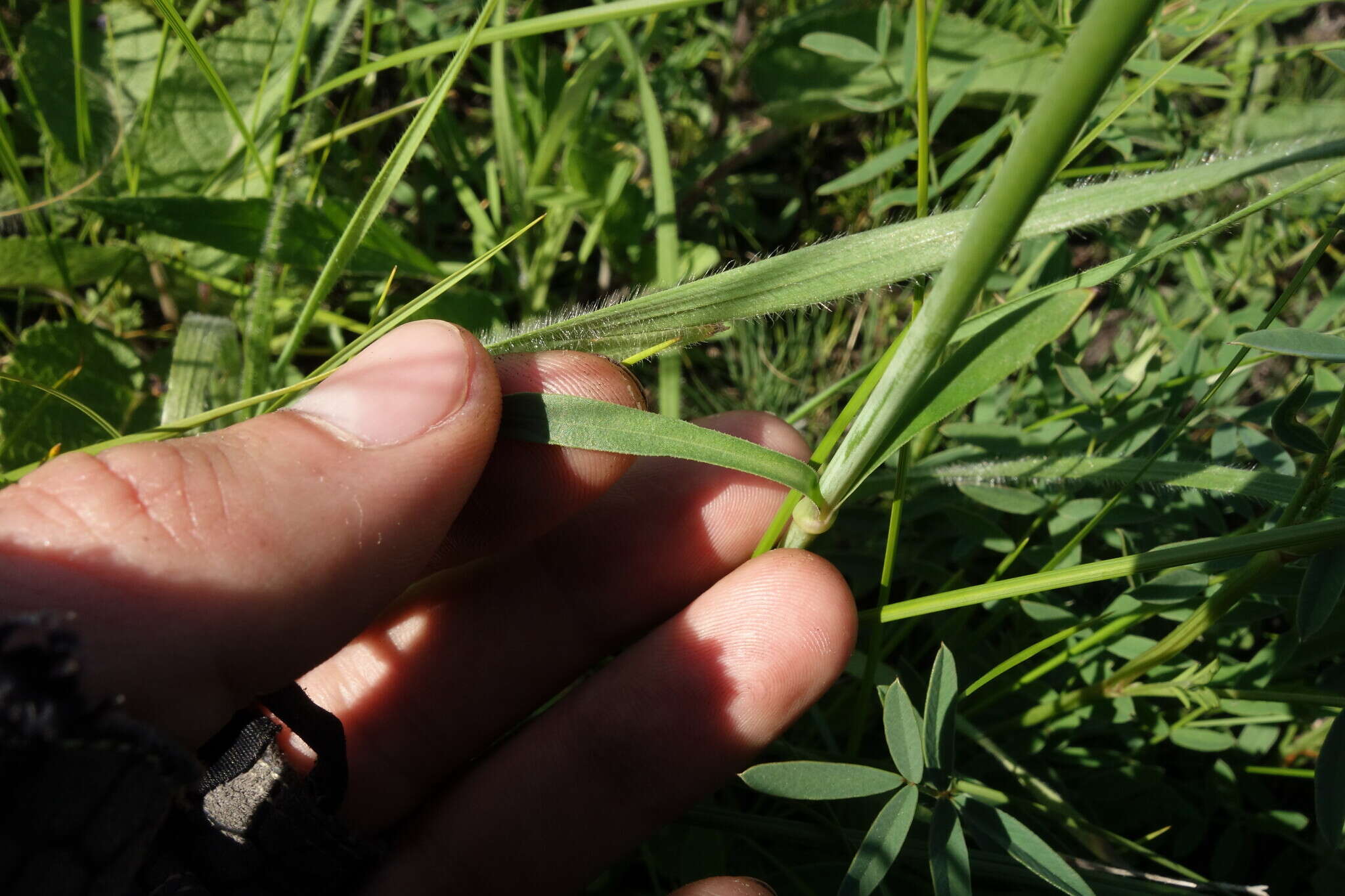 Image de Silene chlorantha (Willd.) Ehrh.