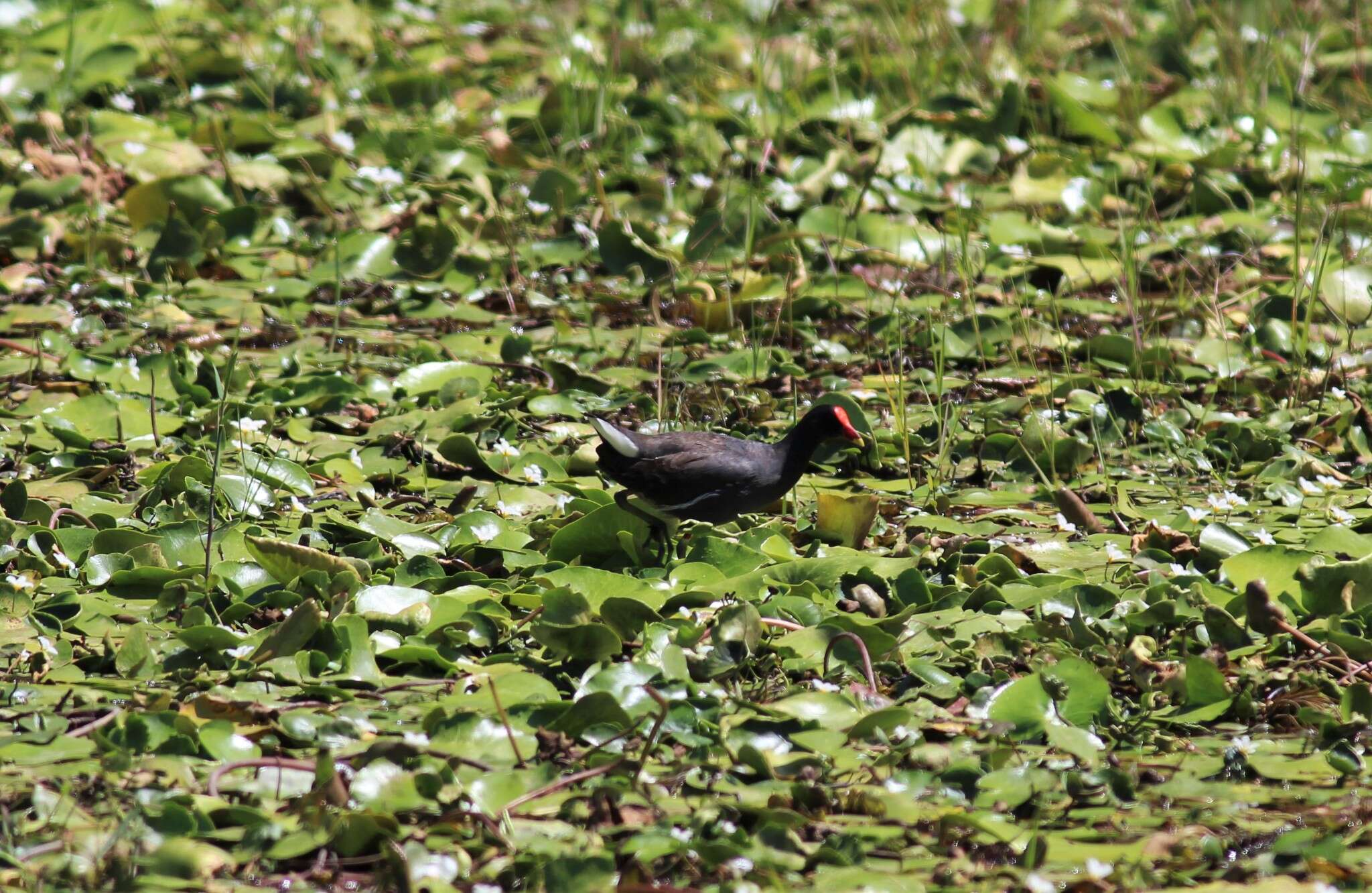 Image of Indo-Pacific Common Moorhen