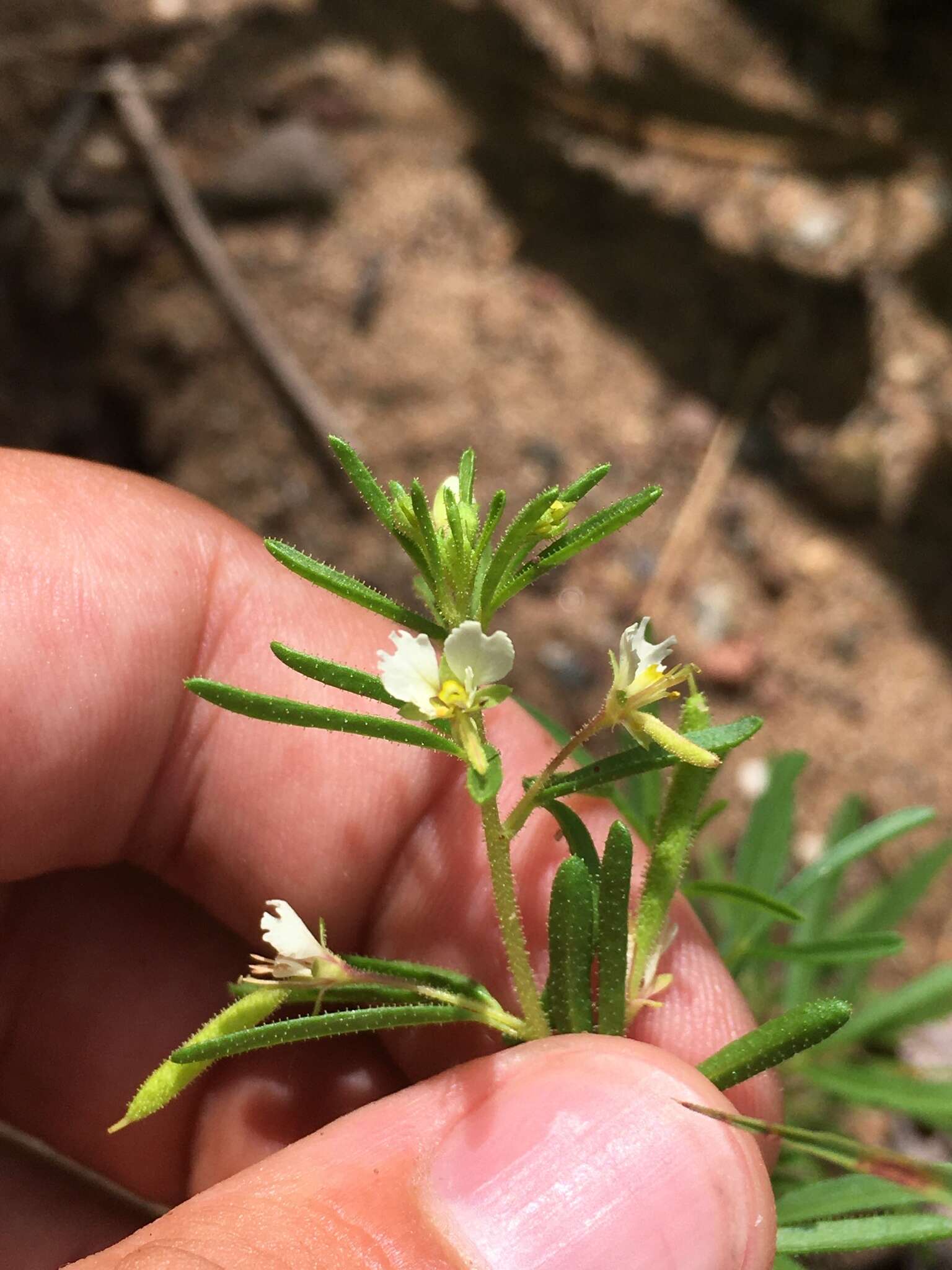 Image of James' clammyweed