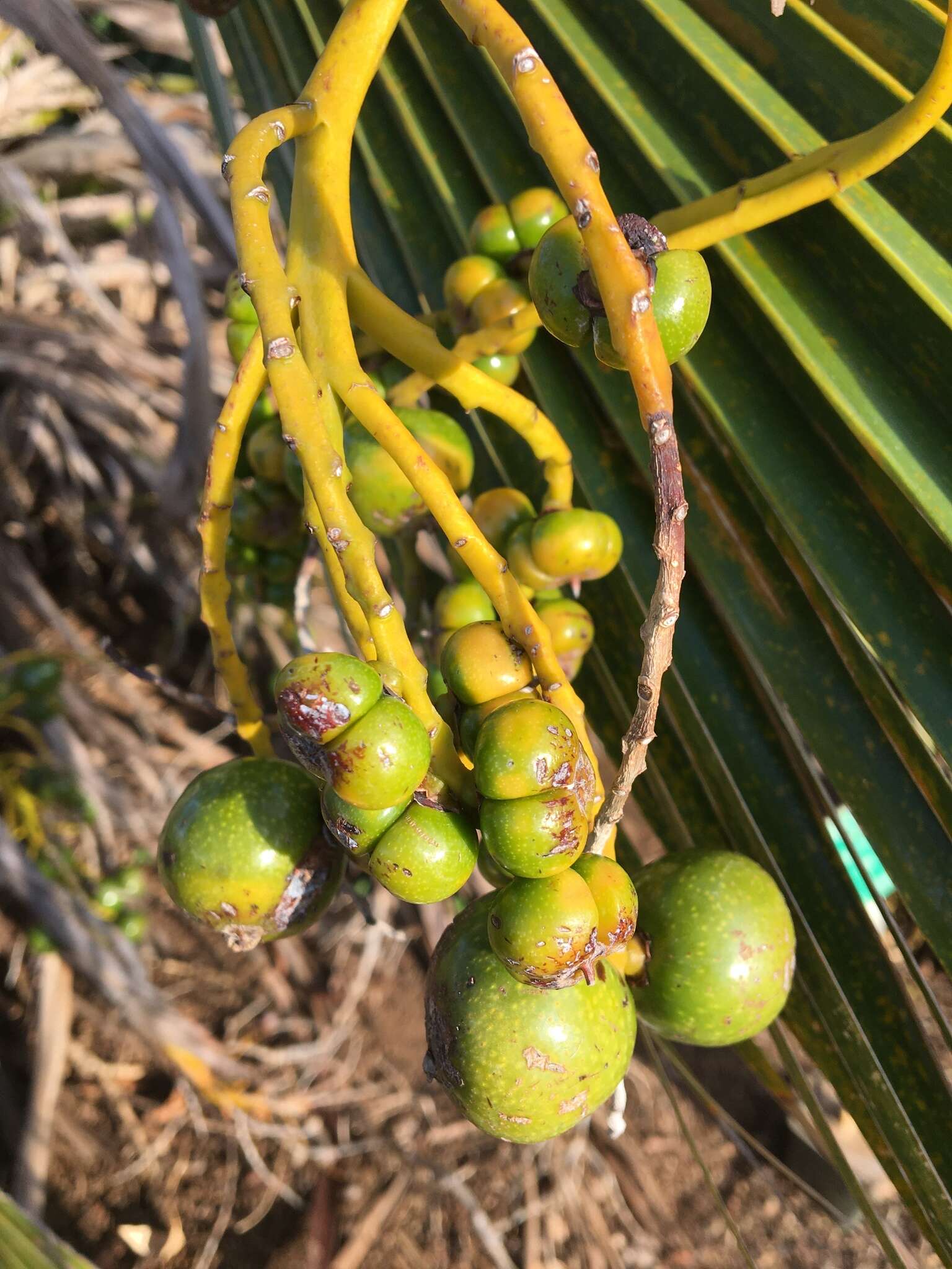 Sivun Pritchardia martii (Gaudich.) H. Wendl. kuva