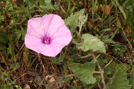 Image of mallow bindweed