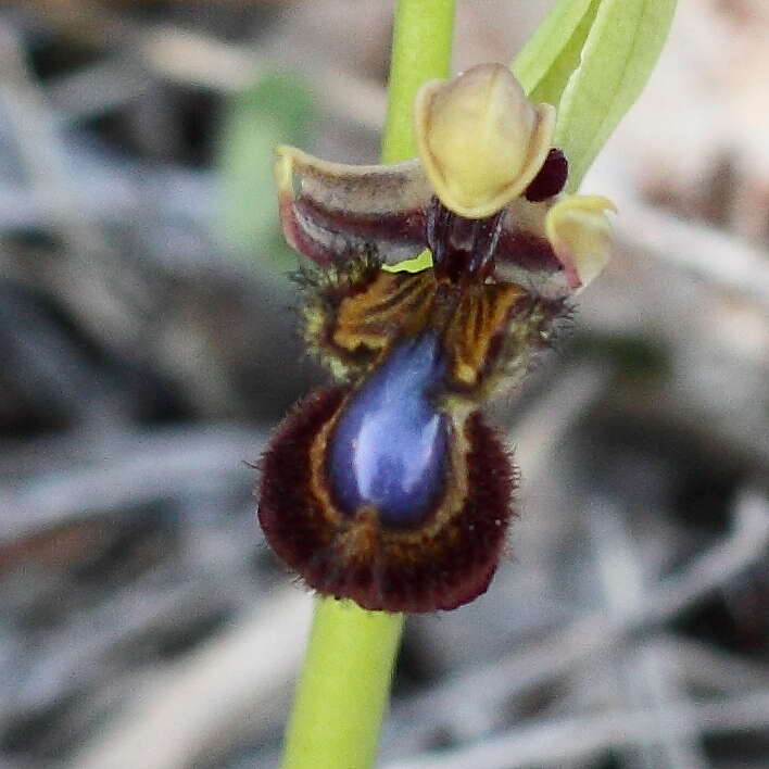 Image of ophrys