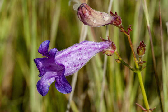 Image of Sonoran beardtongue