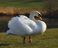 Image of Mute Swan