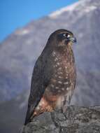 Image of New Zealand Falcon