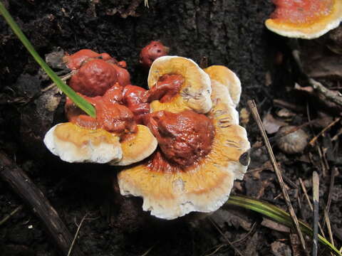 Ganoderma sessile Murrill 1902的圖片