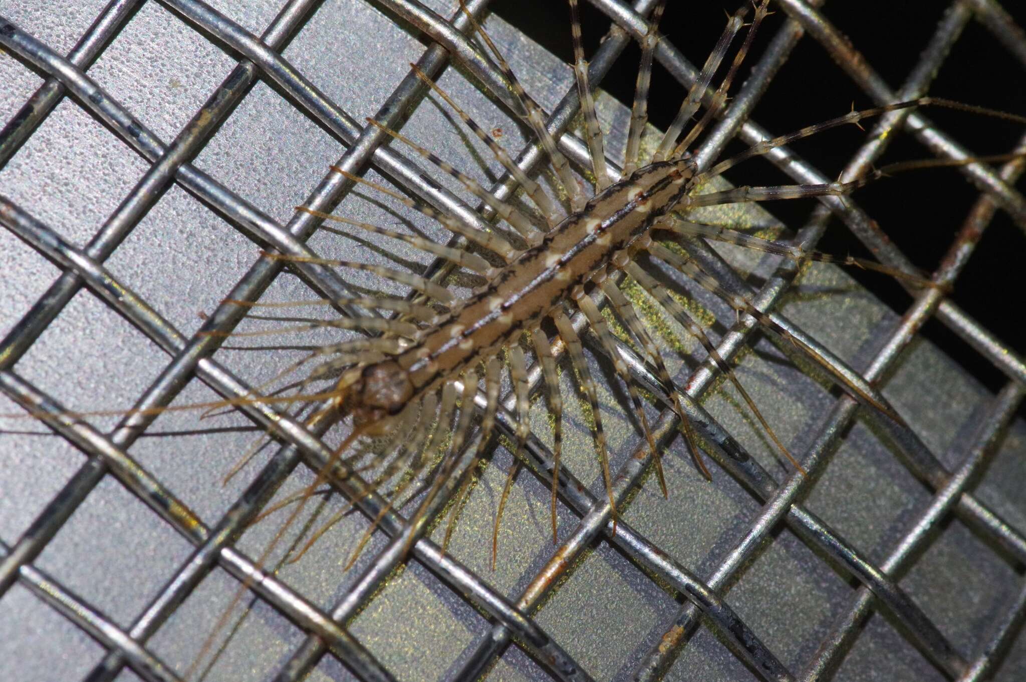 Image of Japanese House Centipede