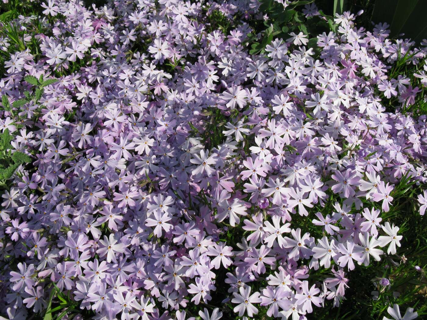 Image of moss phlox