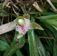 Image of Kefersteinia taurina Rchb. fil.