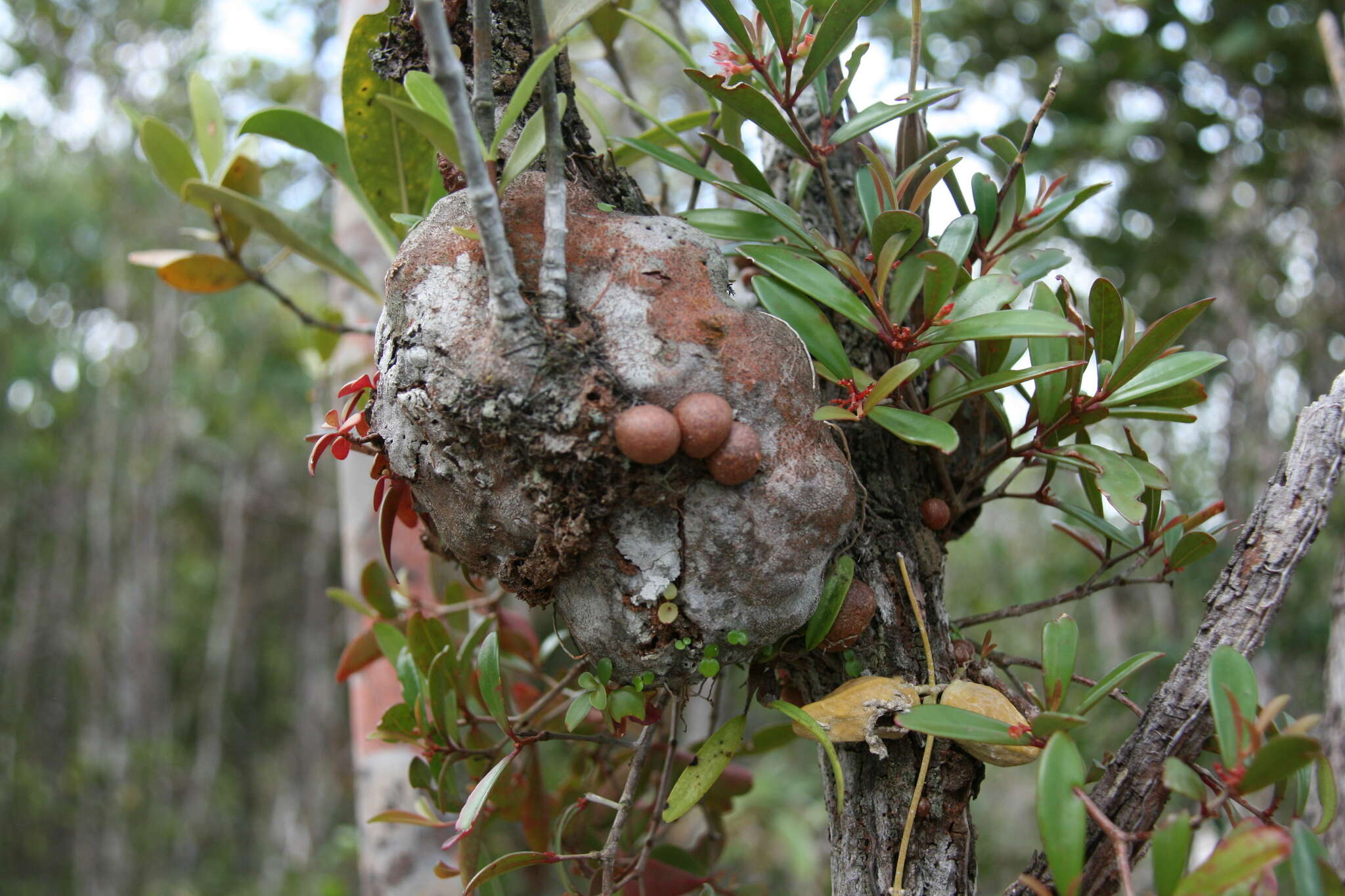 Hydnophytum formicarum Jack resmi