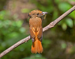 Onychorhynchus swainsoni (Pelzeln 1858) resmi