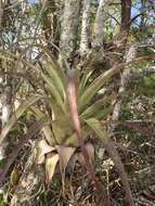 Imagem de Tillandsia utriculata L.