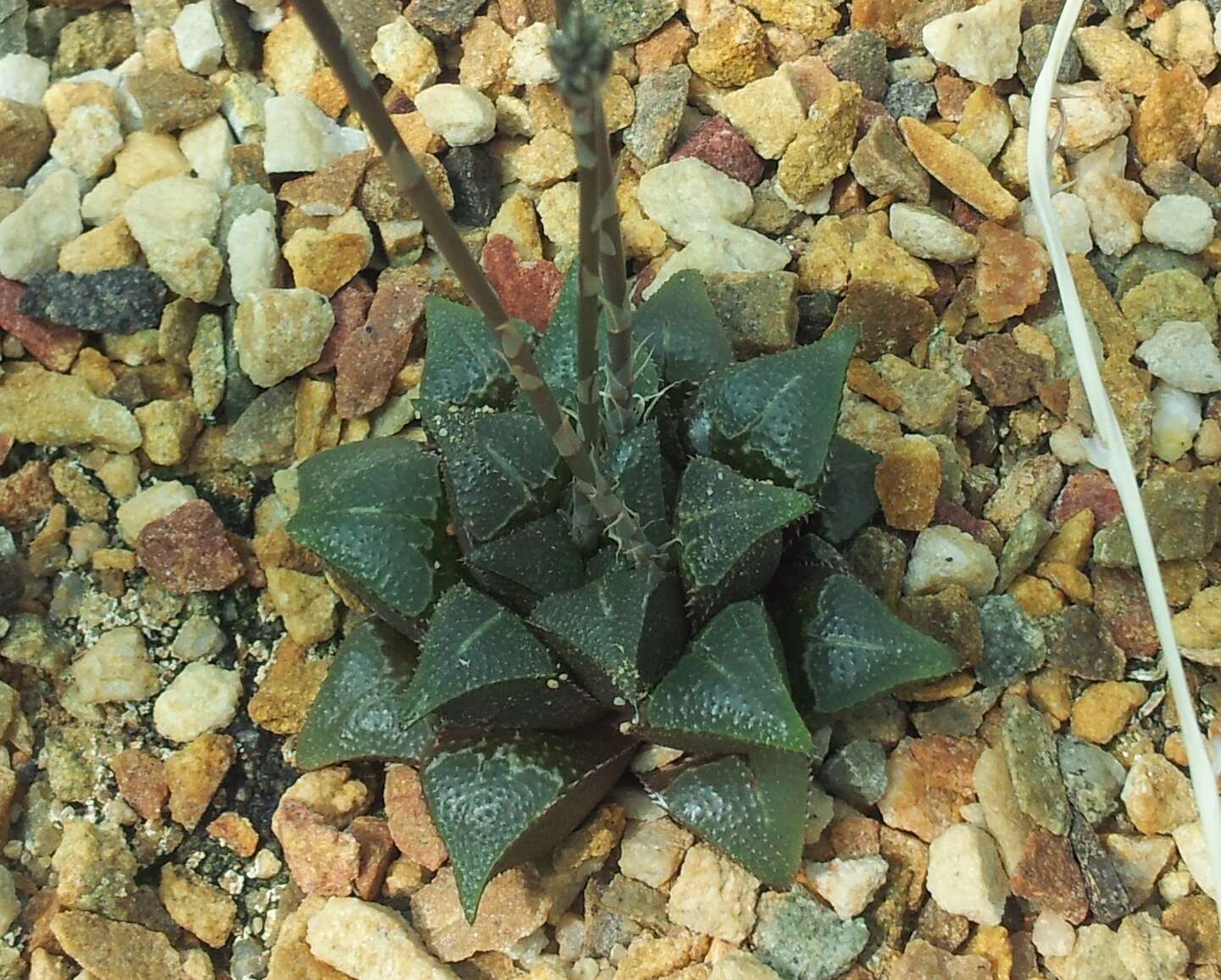 Image of Haworthia mirabilis (Haw.) Haw.