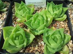 Haworthia cymbiformis (Haw.) Duval resmi