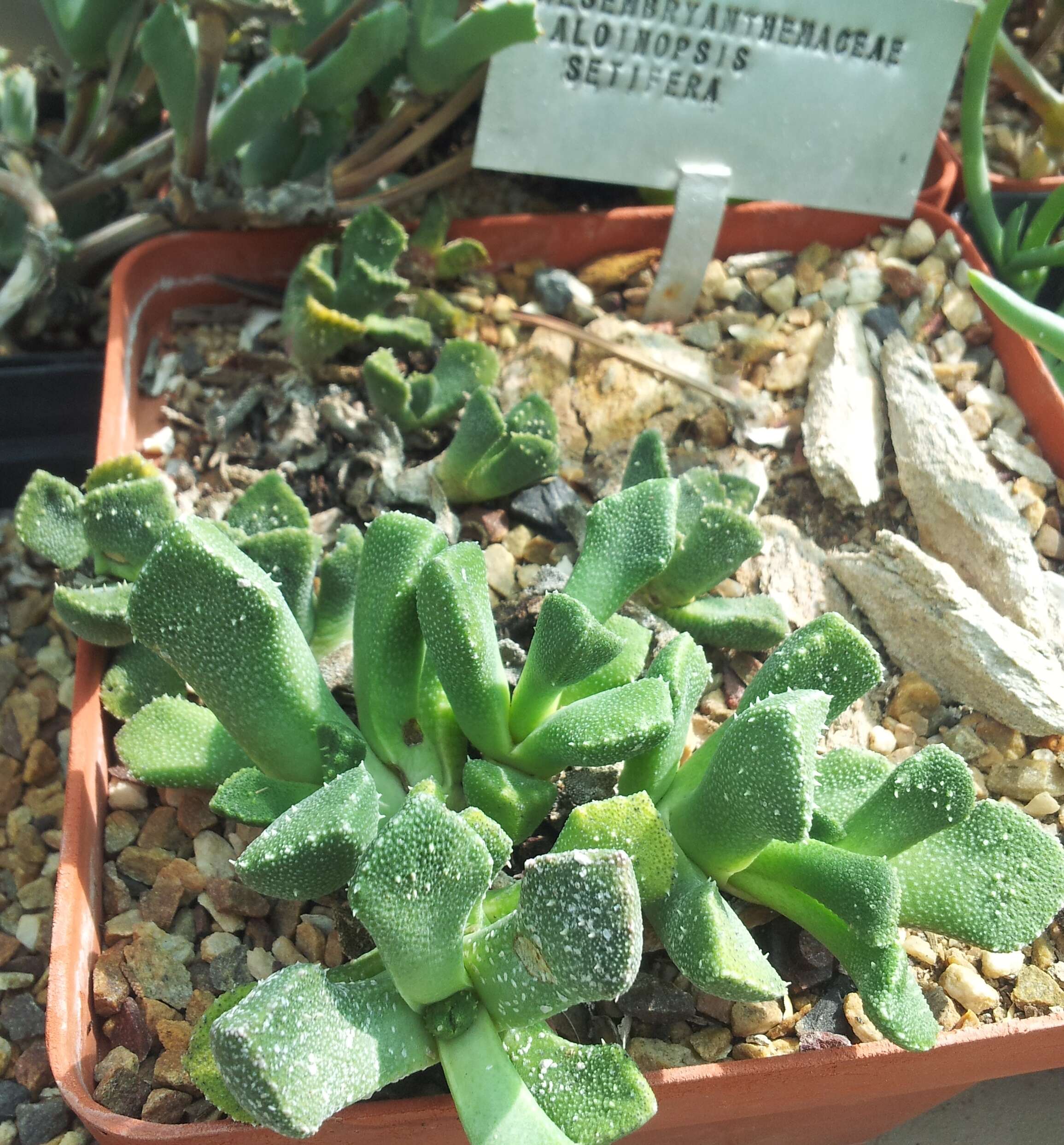 Image of Aloinopsis luckhoffii (L. Bol.) L. Bol.