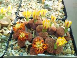 Image of Lithops aucampiae L. Bol.