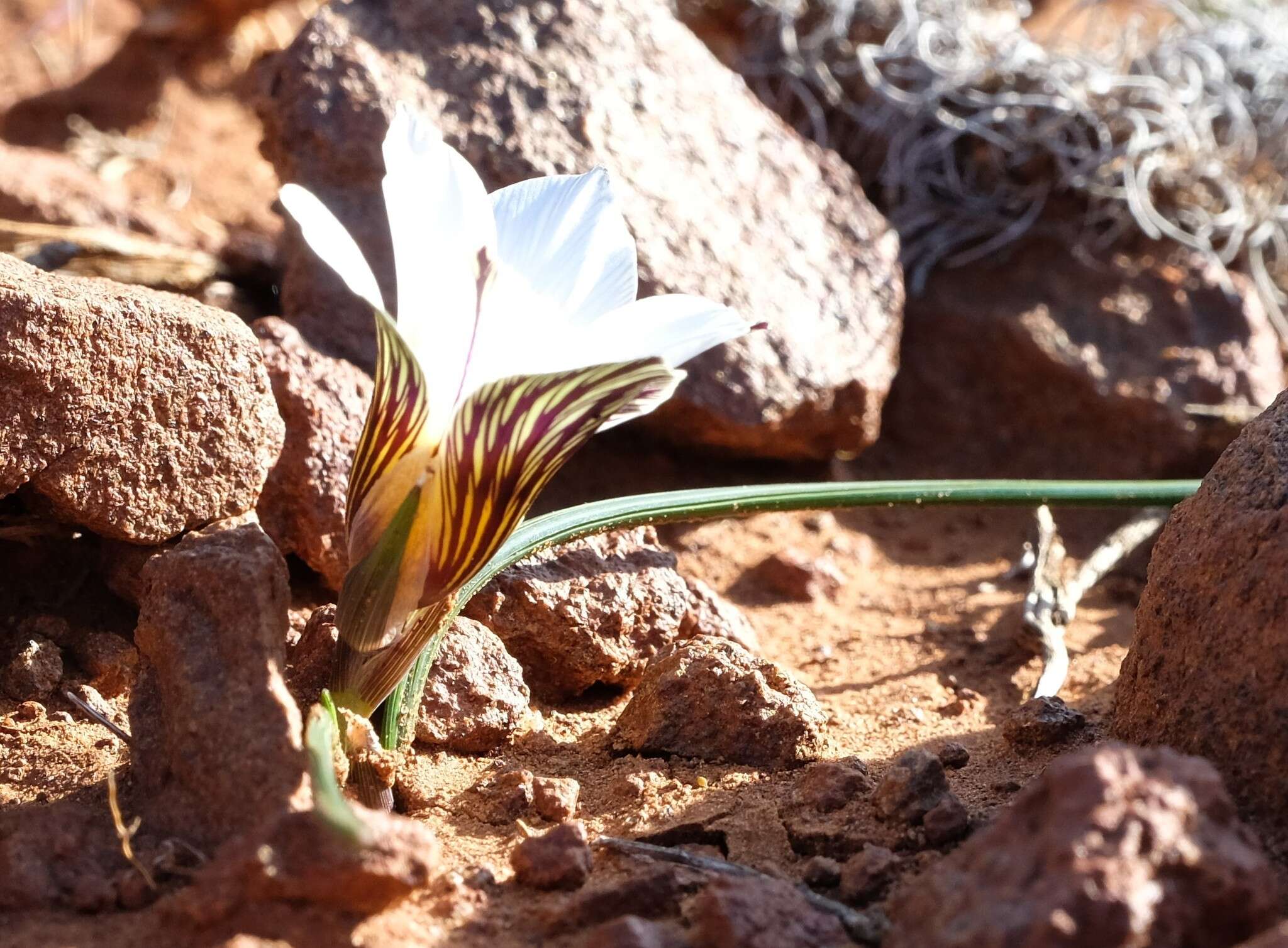 Image of Romulea atrandra G. J. Lewis