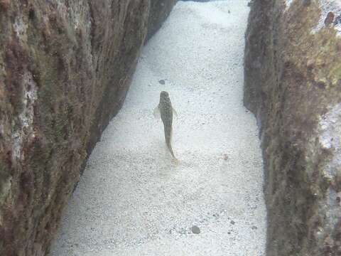 Image of Black Sea Blenny