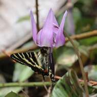 Plancia ëd Luehdorfia japonica Leech 1889